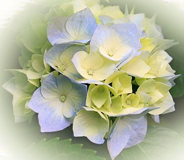 Hydrangeas.jpg