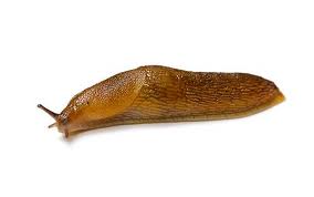 slug1.jpg