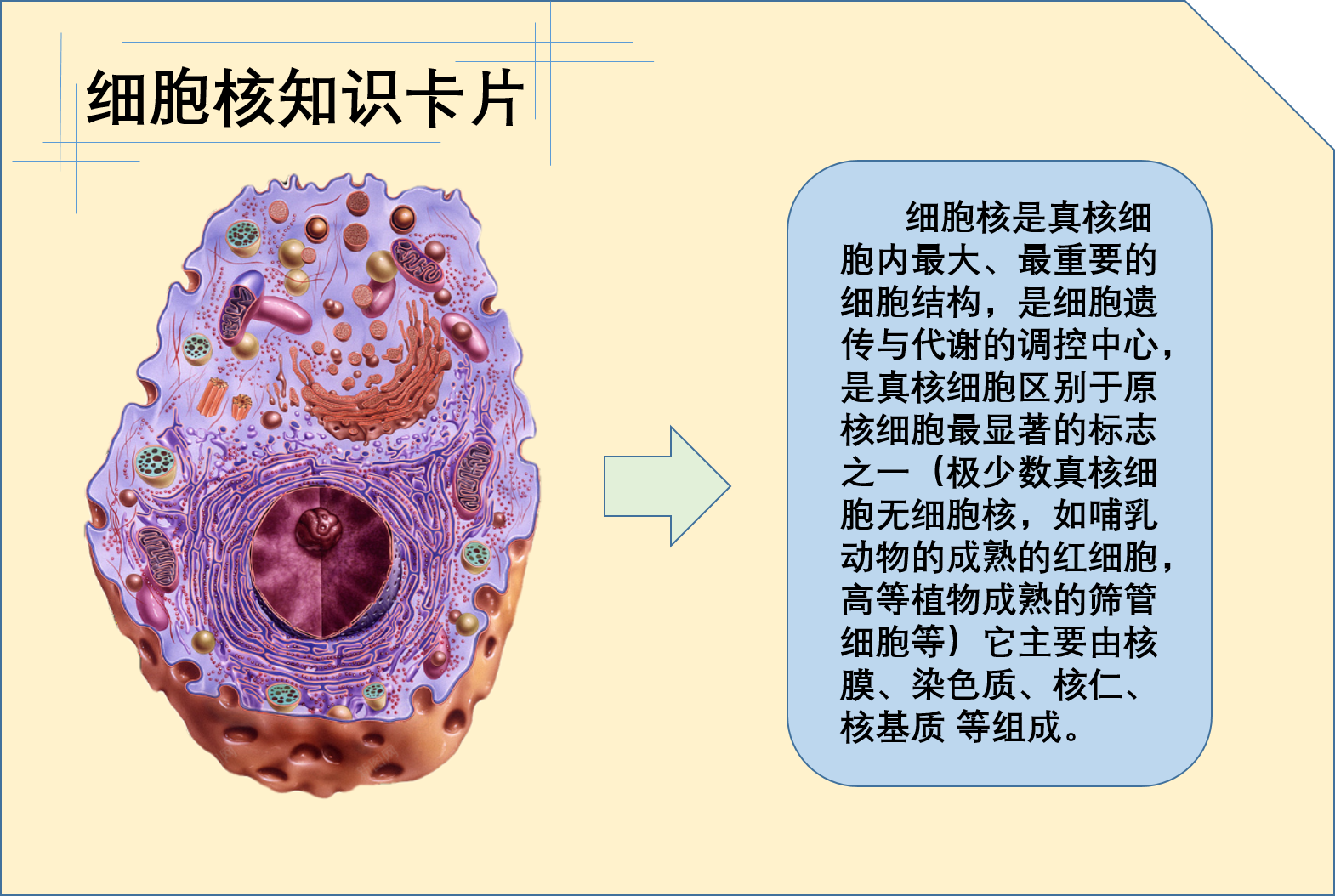 细胞核